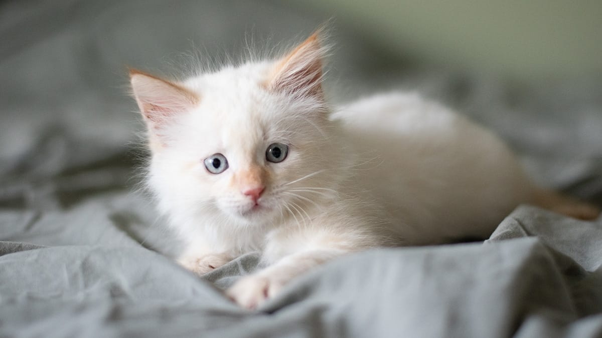 Những chú mèo Angora Thổ Nhĩ Kỳ khá vui tươi, hoạt bát