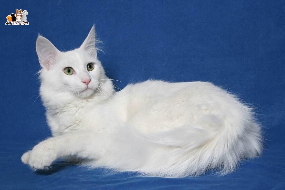 Chế độ chăm sóc dành riêng cho giống mèo Angora Thổ Nhĩ Kỳ