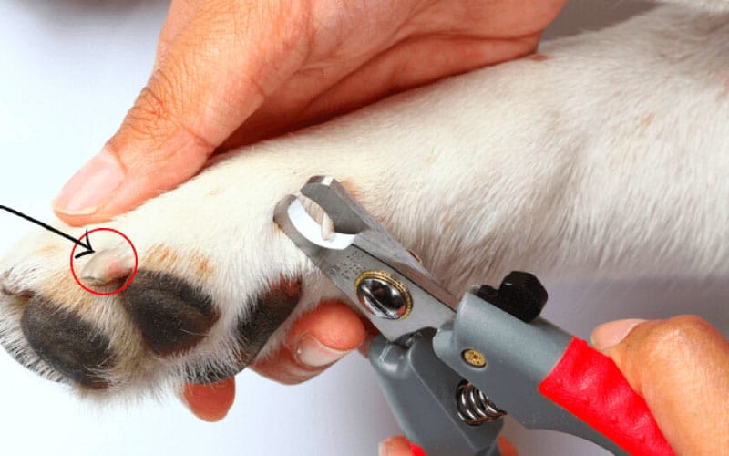 Bao lâu thì cắt móng cho chó một lần?