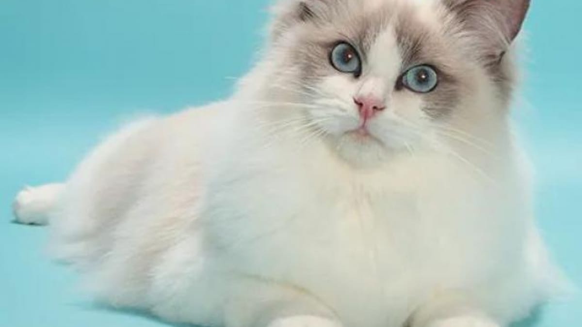 Mèo Ragdoll có bề ngoài to lớn cùng bộ lông dài mềm mượt