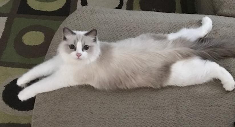 Chế độ ăn dành cho mèo Ragdoll nên có khẩu phần đa dạng