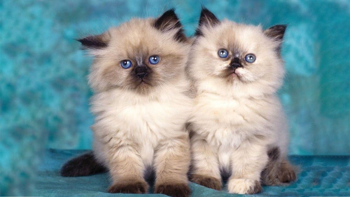 Tiêm phòng đầy đủ sẽ giúp cho mèo Ragdoll có một sức khỏe dẻo dai