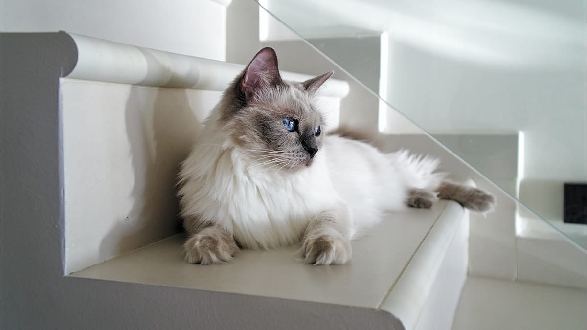 Những chú mèo Ragdoll có tính cách khá nhẹ nhàng, tình cảm