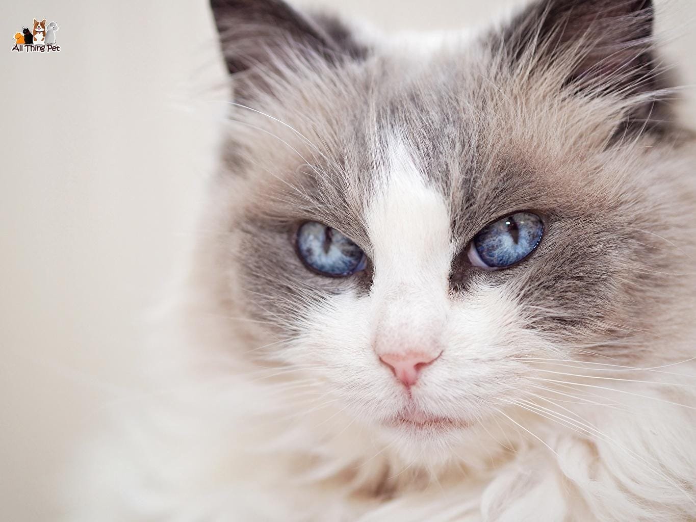 Chia sẻ kinh nghiệm chăm sóc mèo Ragdoll