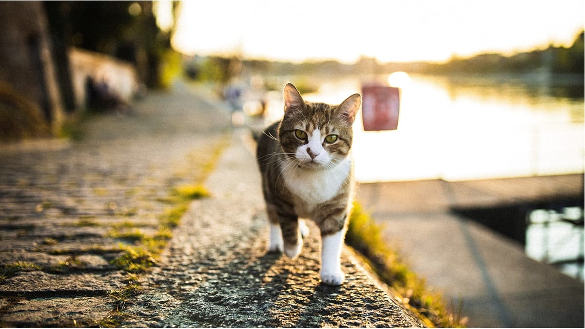 Khi có thời gian rảnh, chúng ta nên dẫn thú cưng của mình đi dạo