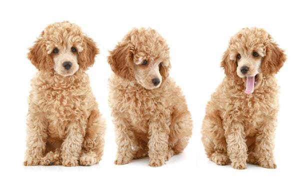 Giới thiệu về chó Poodle