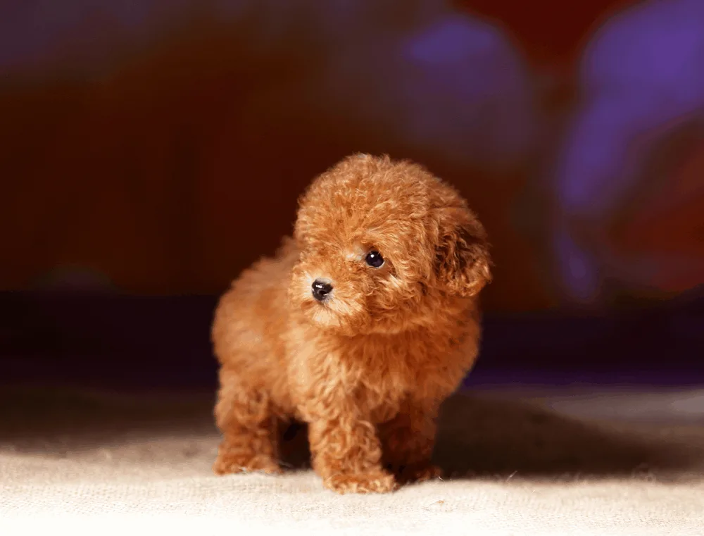 Chọn giống chó Poodle rất quan trọng