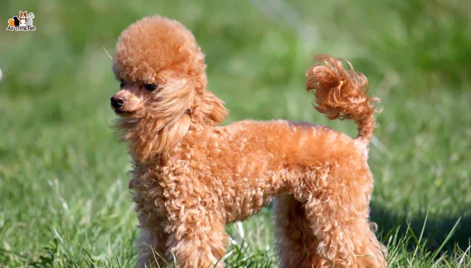 Chia sẻ kinh nghiệm nuôi chó Poodle khỏe mạnh lớn nhanh
