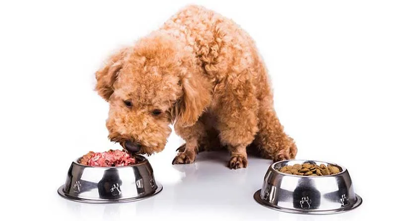 Chế độ dinh dưỡng của chó Poodle