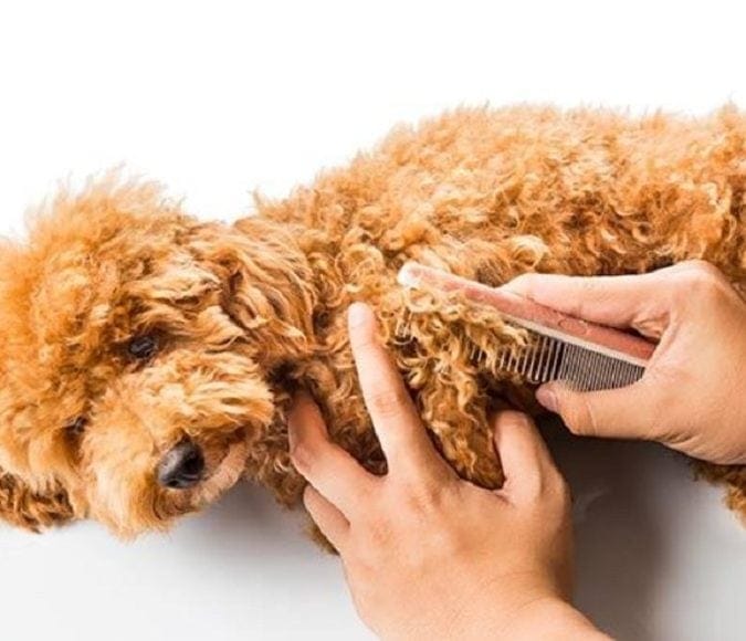 Kỹ thuật chăm sóc lông cho chó Poodle