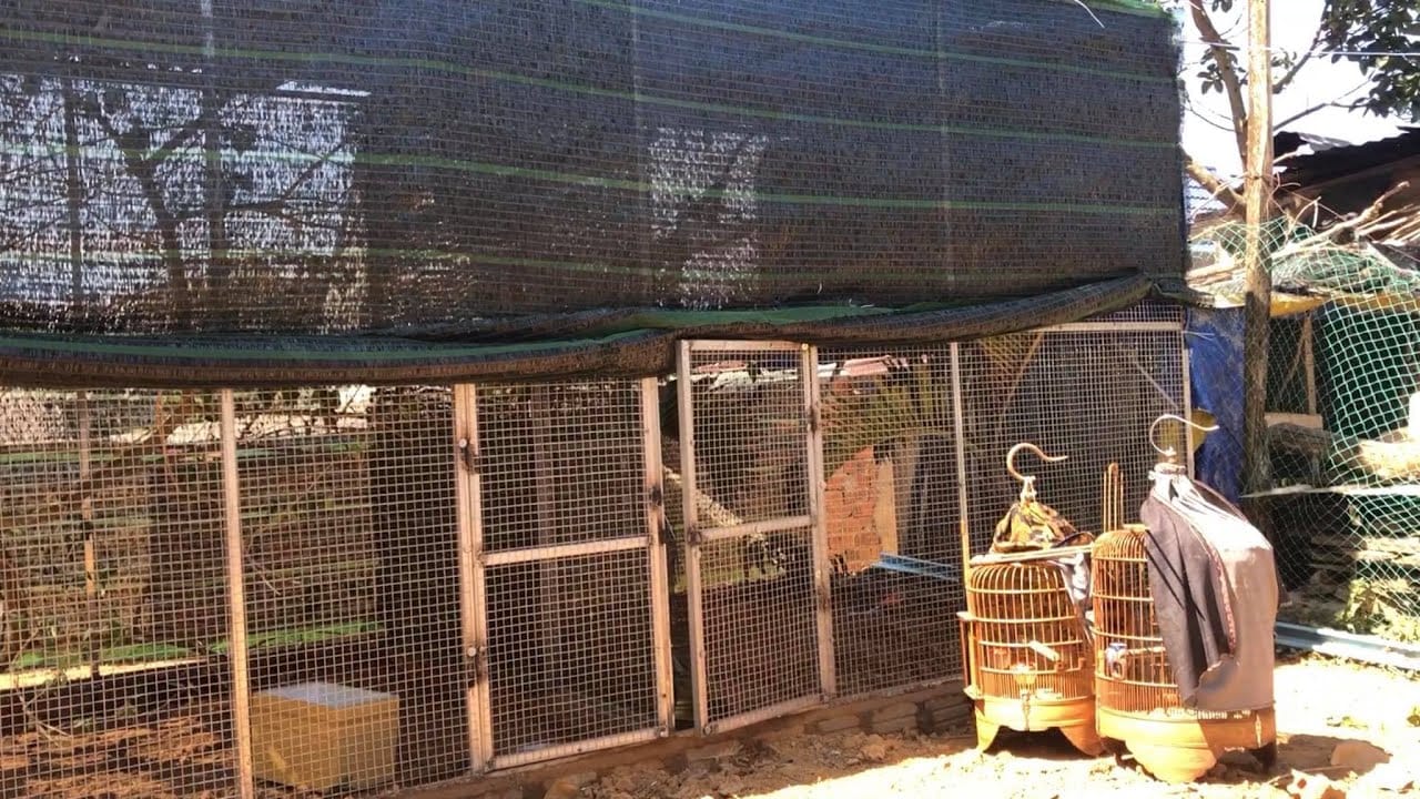 Chuẩn bị chuồng phù hợp và thường xuyên vệ sinh sạch sẽ