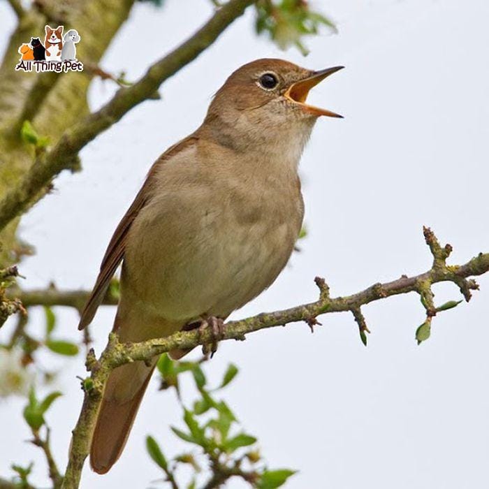 Chim họa mi vào mùa sinh sản cần chú ý những gì?