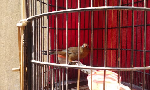 Tìm kiếm bạn đời cho chim họa mi vào mùa sinh sản