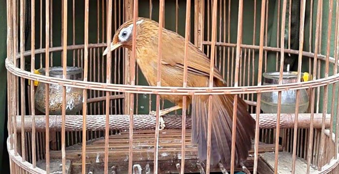 Một số thông tin về loài chim họa mi