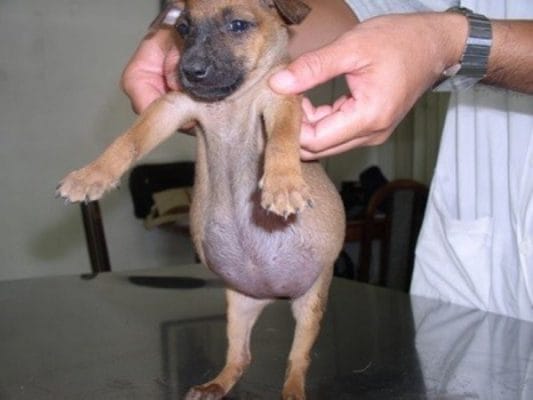 Chó bị chướng bụng thì điều trị như thế nào cho hiệu quả ?