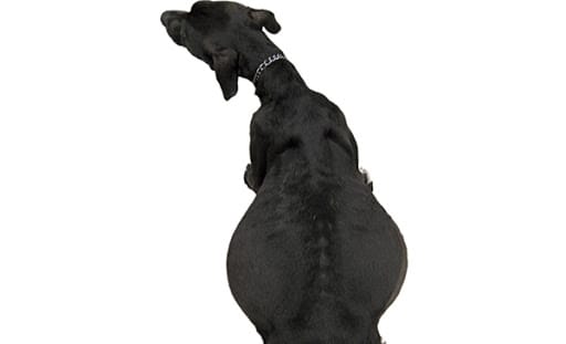 Chó bị chướng bụng thì điều trị như thế nào cho hiệu quả ?