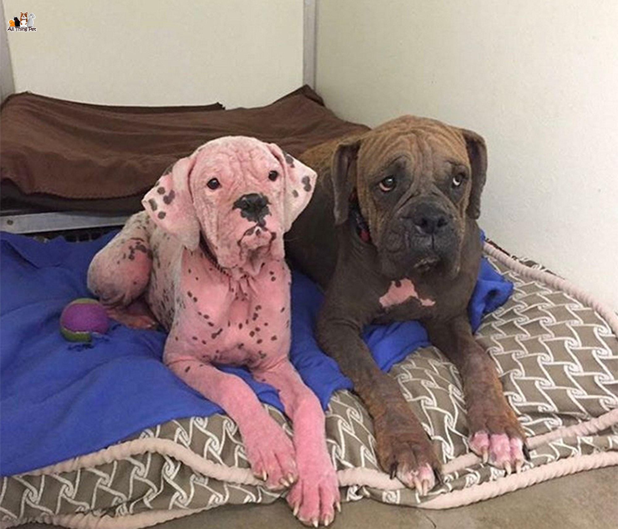 Chó bị viêm tai ngoài đâu là cách nhận biết và chữa trị?