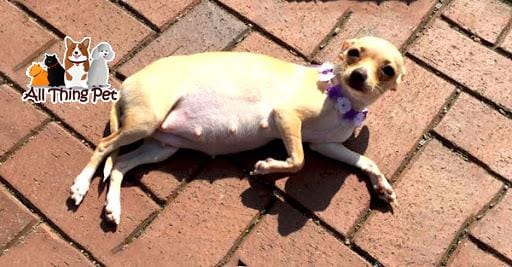 Chó cảnh mang thai giả và cách điều trị dứt điểm hiện tượng này