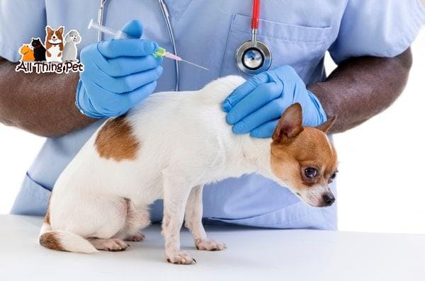 Chó Chihuahua bị bệnh đâu là cách chữa trị hiệu quả nhất cho chúng