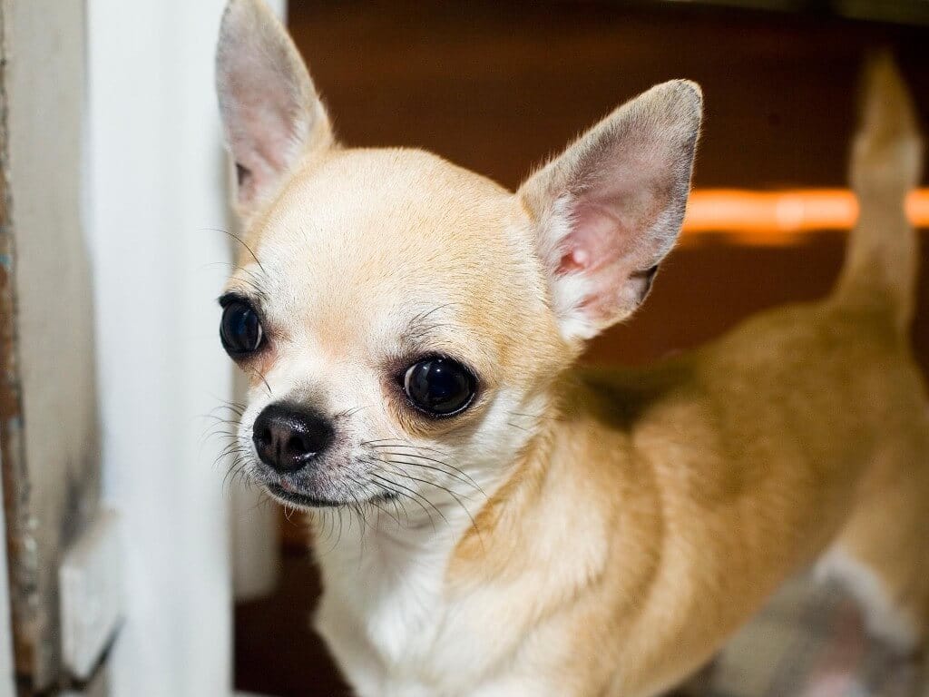 Chó chihuahua