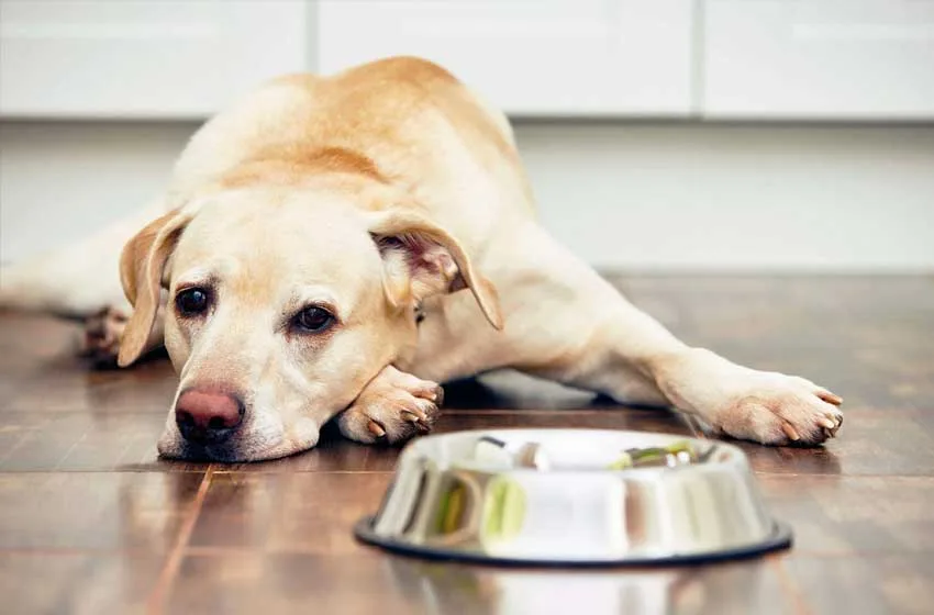 Cách điều trị tốt nhất cho chó mang thai giả