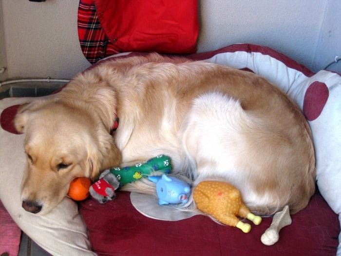 Dấu hiệu chó mang thai giả