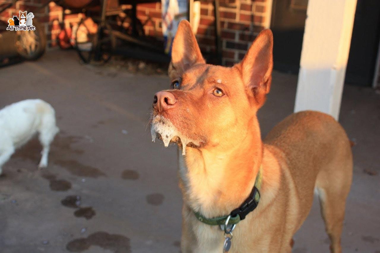 Chó nôn ra bọt trắng thường xuyên có nguy hiểm cho sức khỏe không?