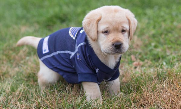 Nguyên nhân chó tiểu ra máu