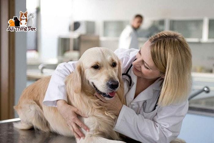 Chó tiểu ra máu đâu là nguyên nhân, cách xử lý như thế nào?