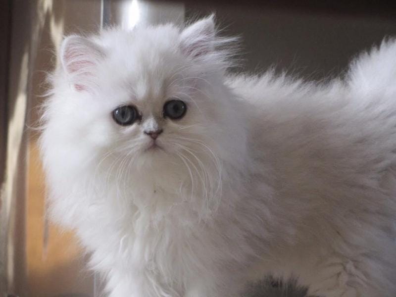 Mèo Ba Tư xuất hiện từ thời Ba Tư cổ đại