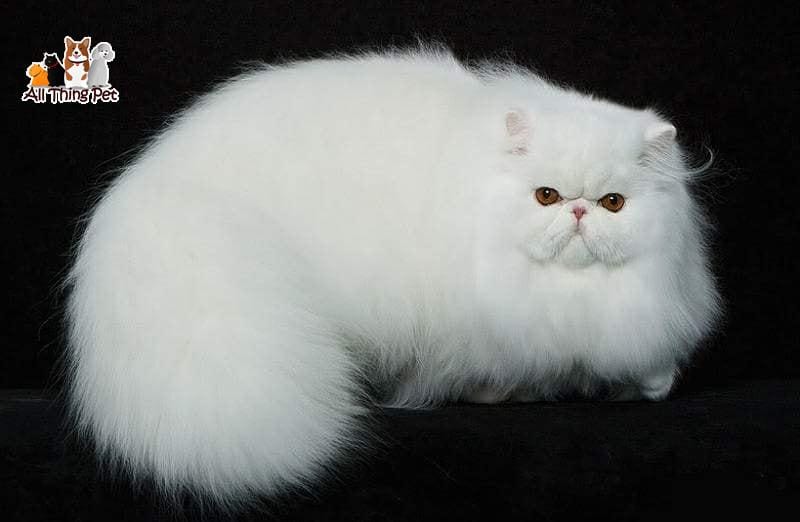 Chú mèo có bộ lông quyến rũ bậc nhất: Mèo Ba Tư