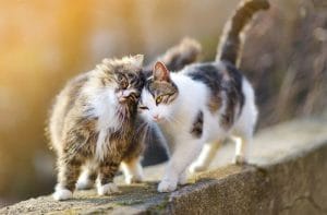 Nên ngăn cách lứa đôi khi mèo động đực