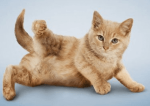 Mèo động đực thường có biểu hiện khác thường