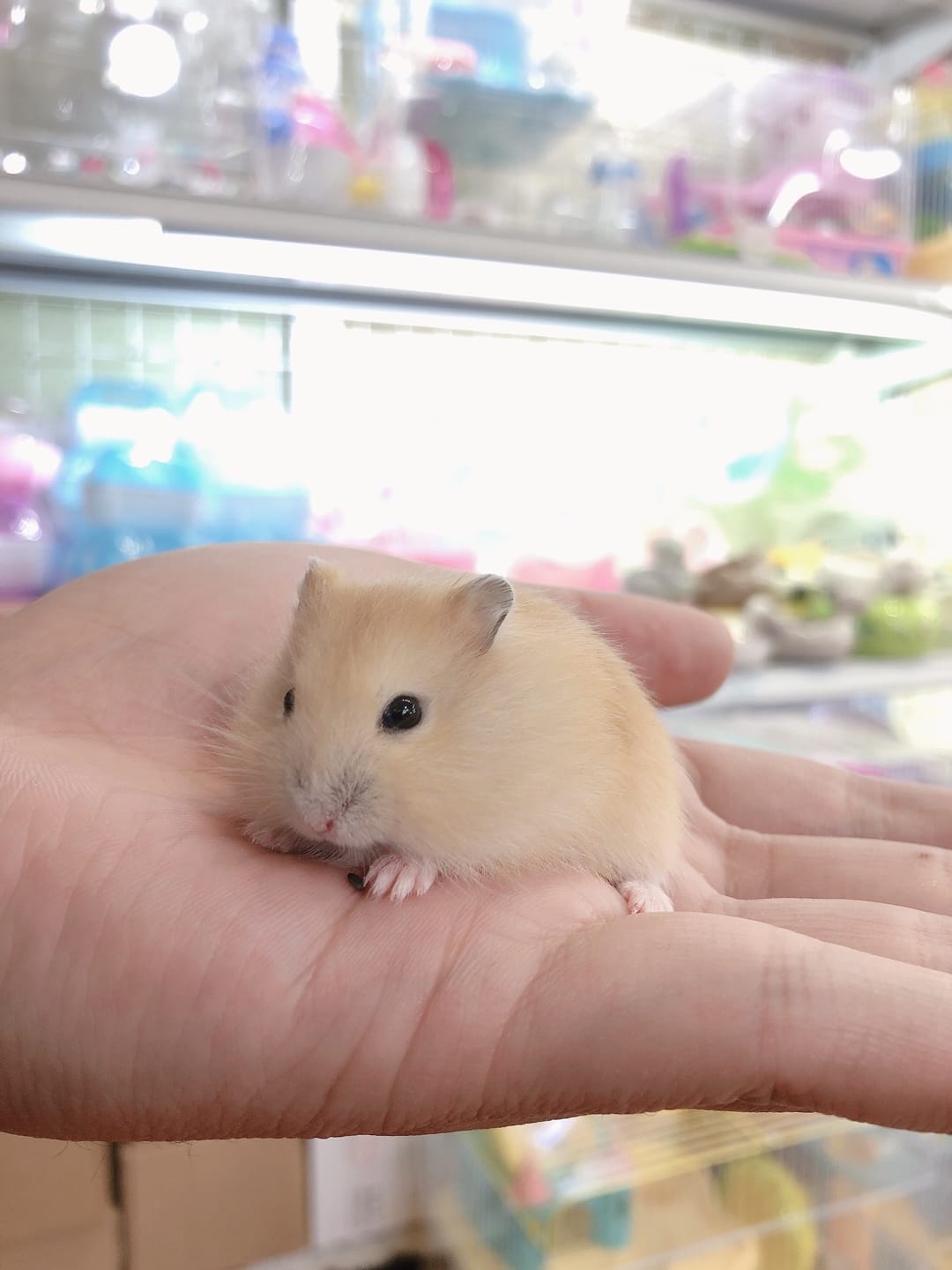 vẻ ngoài chuột Hamster Winter White 