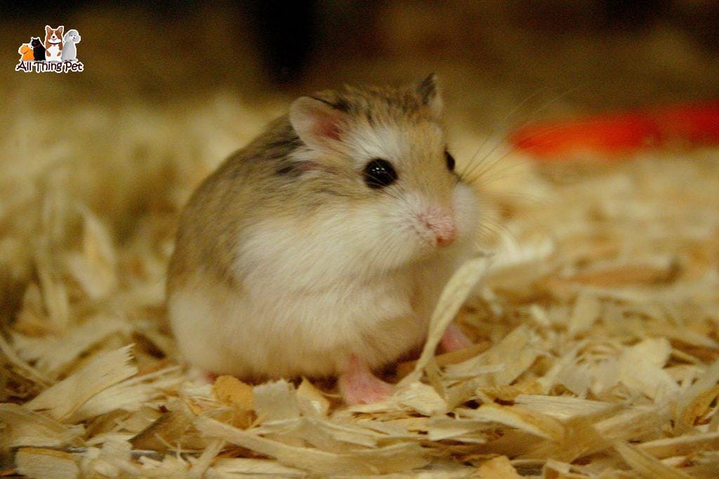 Chuột Hamster Winter White thay đổi màu lông ra sao?
