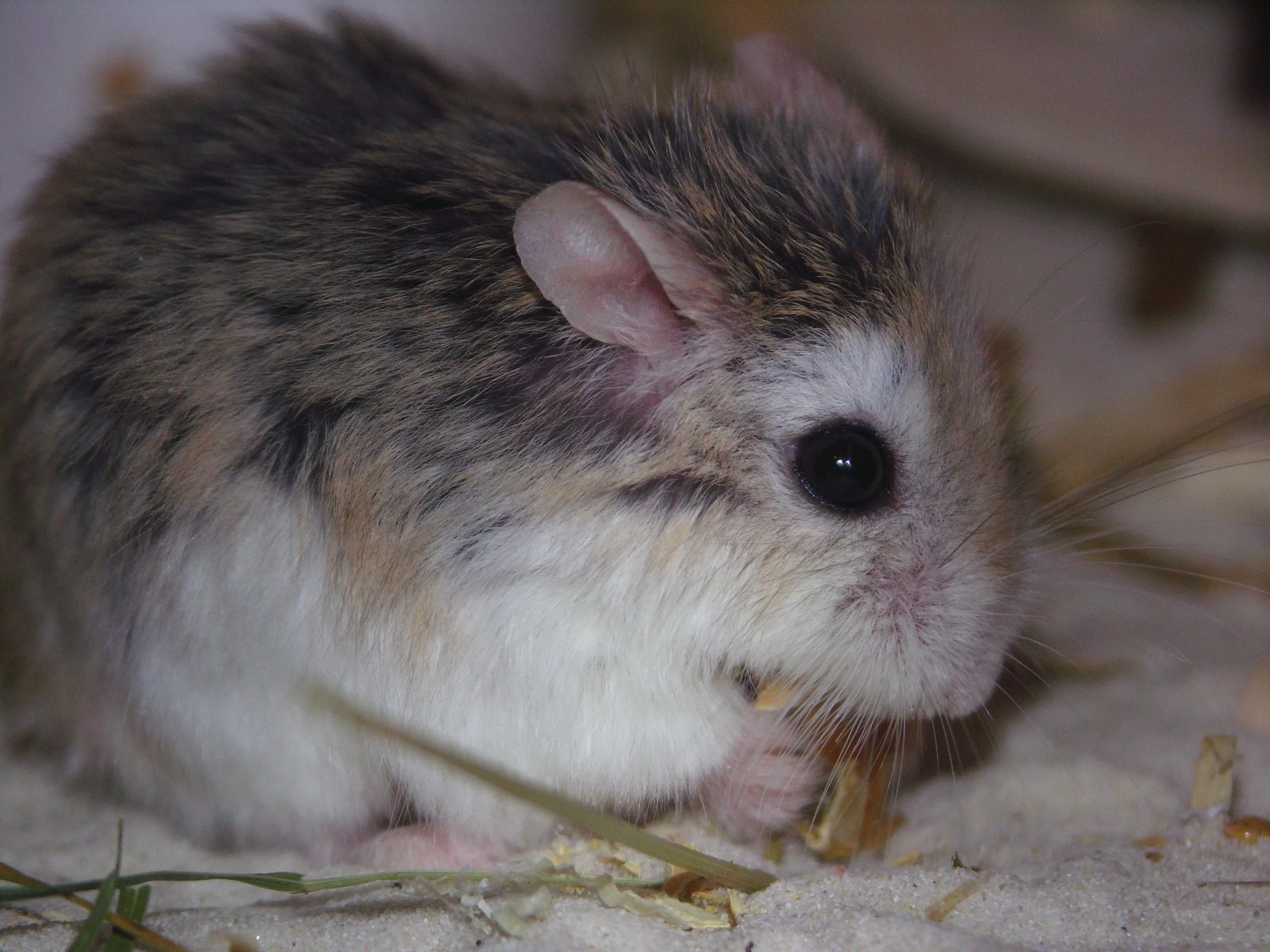 Chuột Hamster Winter White 
