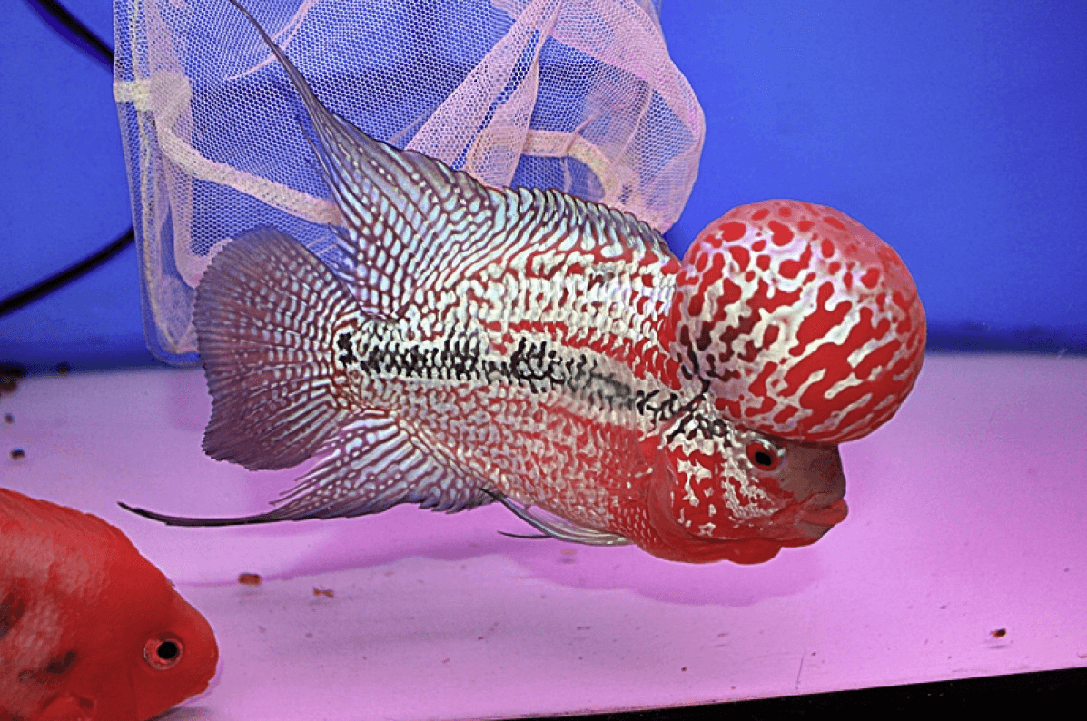 Tại sao phải lựa chọn cá để nuôi chung với La Hán?