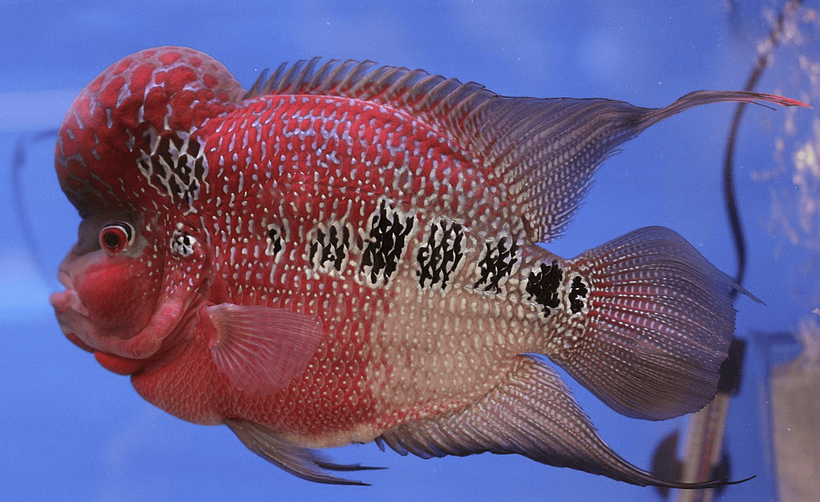 Nguồn gốc xuất xứ