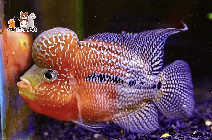 Có thể nuôi chung cá La Hán với các dòng cá nào là tốt nhất?