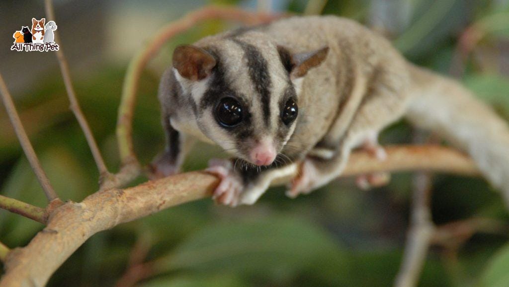 Những lưu ý cần thiết khi nuôi Sóc Bay Úc cho người mới