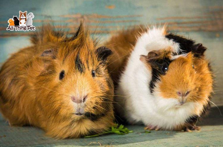 Cùng tìm hiểu về những đặc tính của loài chuột lang