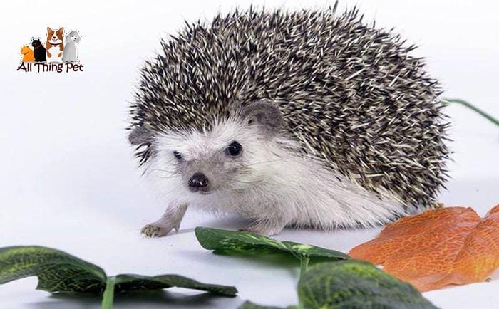 Đặc điểm nhận dạng và phân biệt màu ở nhím kiểng