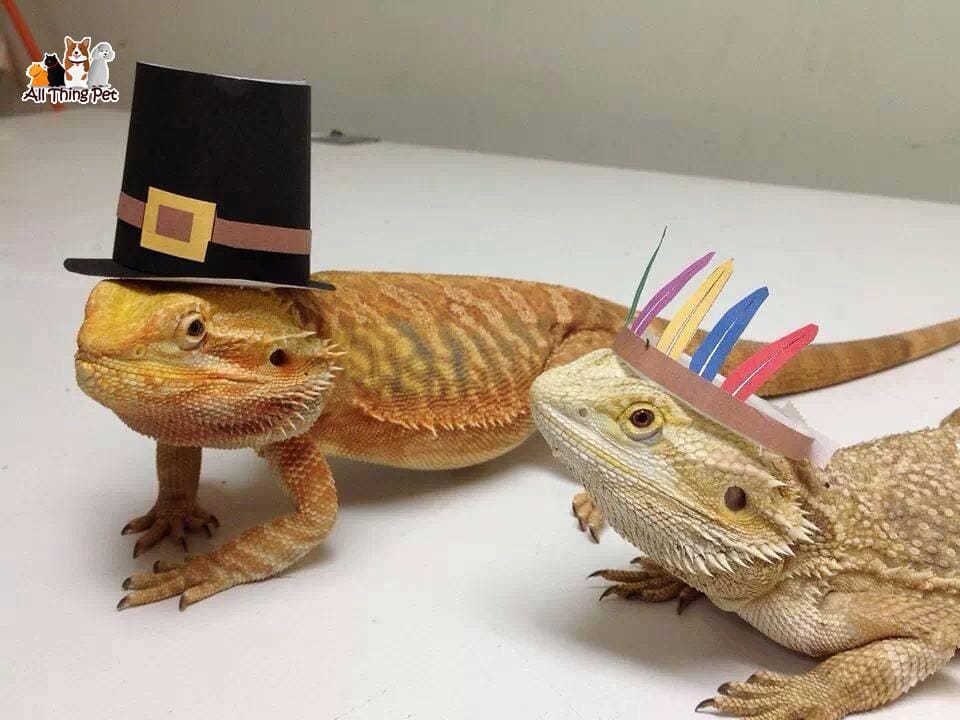 Danh sách những loài thú cưng trên cạn độc đáo thú vị