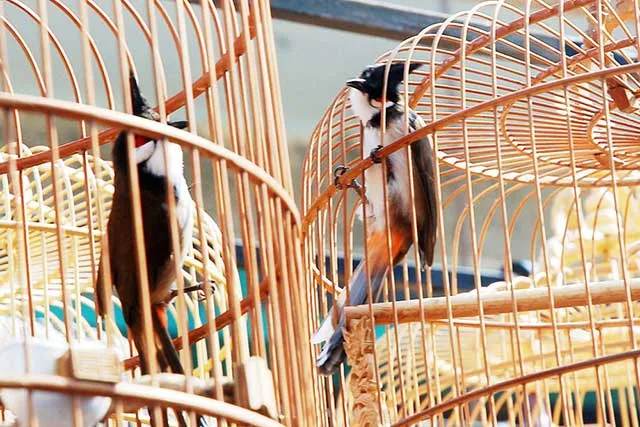 Lồng nuôi Chào mào