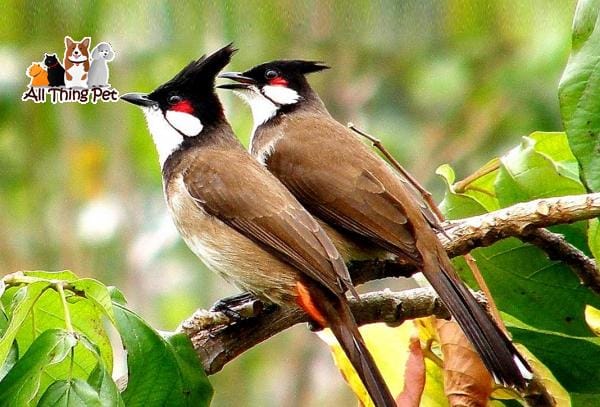 Điểm danh 7 loại quả tốt cho sức khỏe của chim Chào Mào