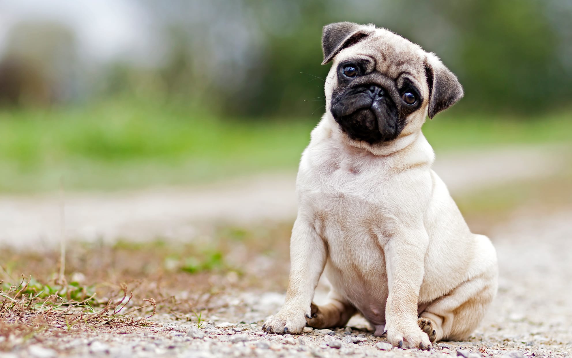 Pug mặt xệ trông đáng yêu