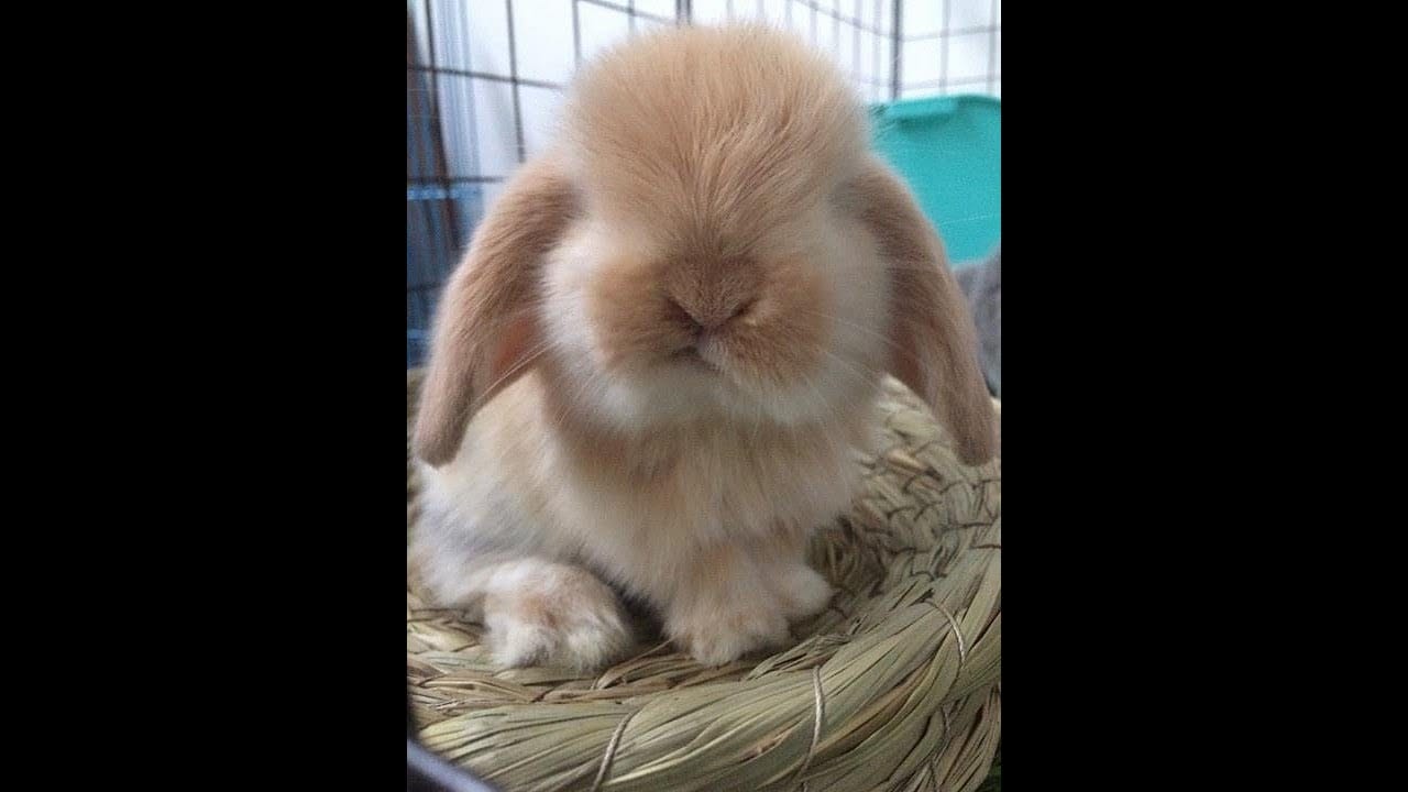 Giống Thỏ tai cụp Pháp