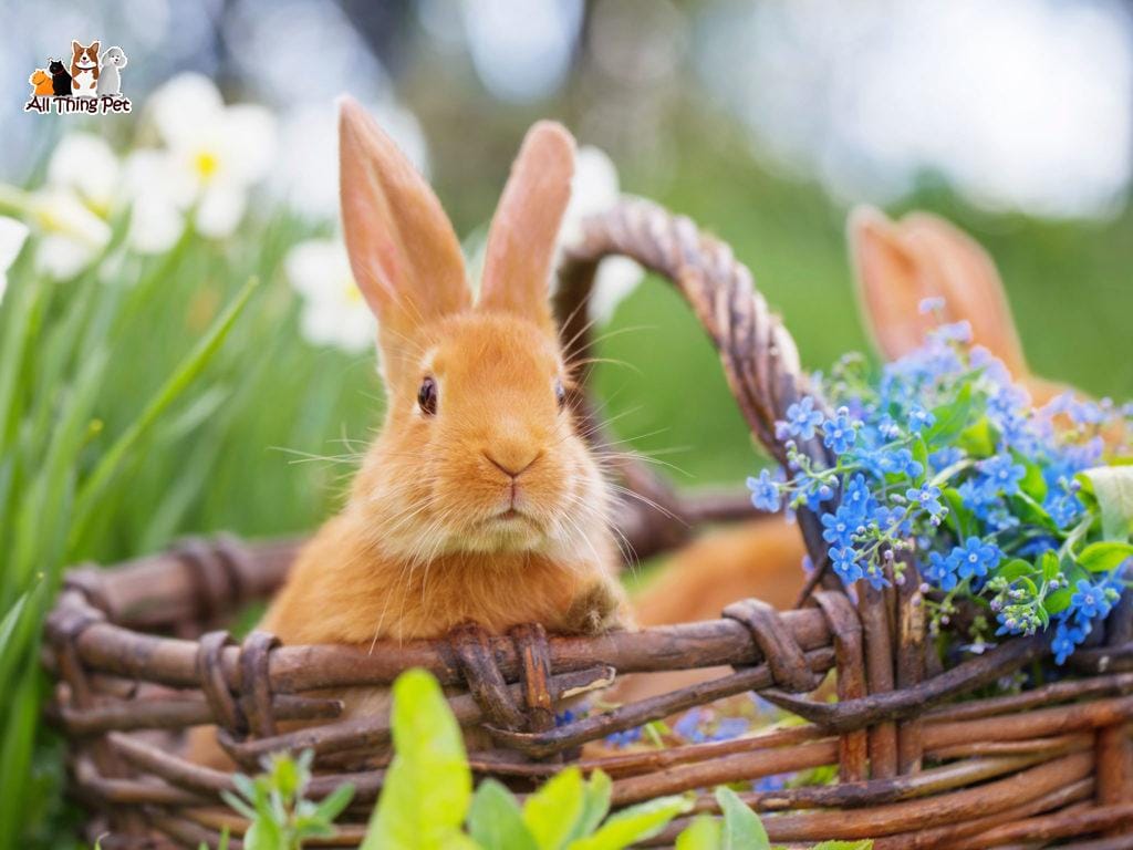 Giới thiệu những giống Thỏ nuôi được ưa chuộng nhất