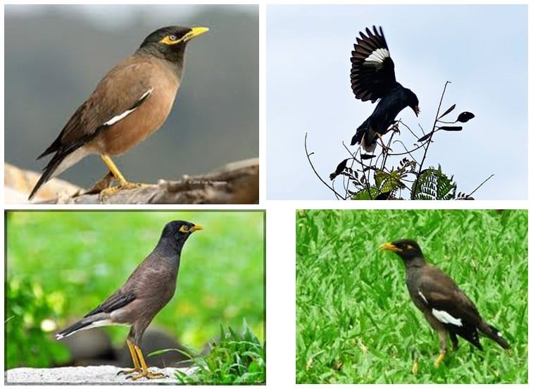 Giọng hót của chim sáo rất được nhiều người thích