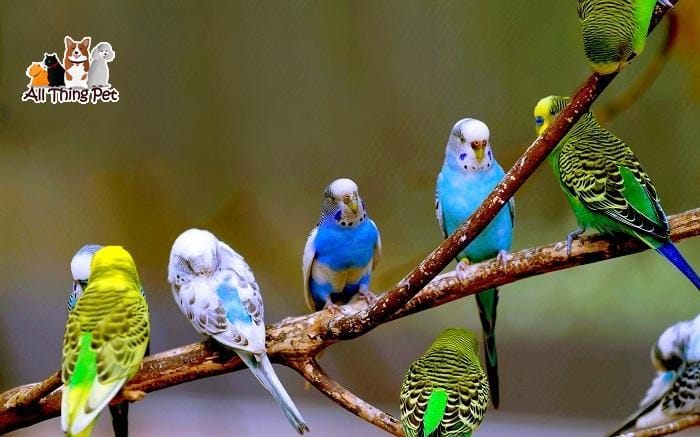 Giới thiệu những loại chim cảnh dễ nuôi nhất có thể nuôi ở trong nhà